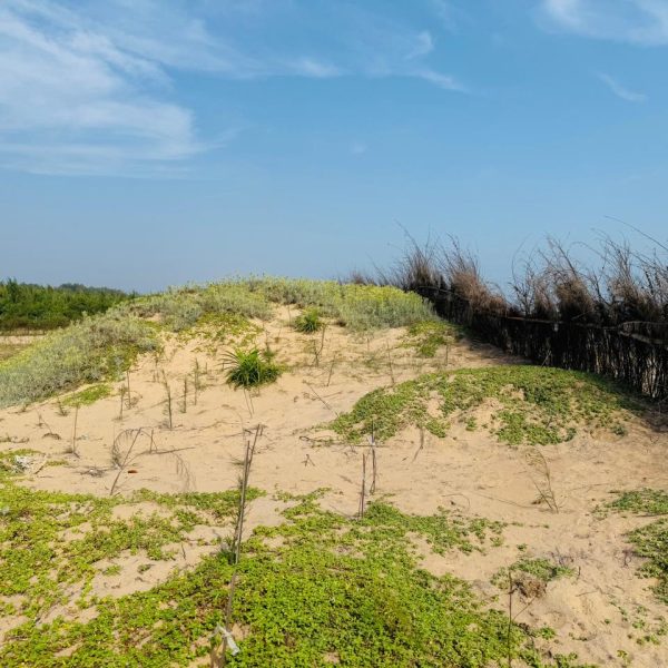 Tandahar Leads Community-Driven Coastal Restoration in Astaranga, Puri